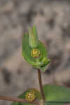 Greater Florida spurge